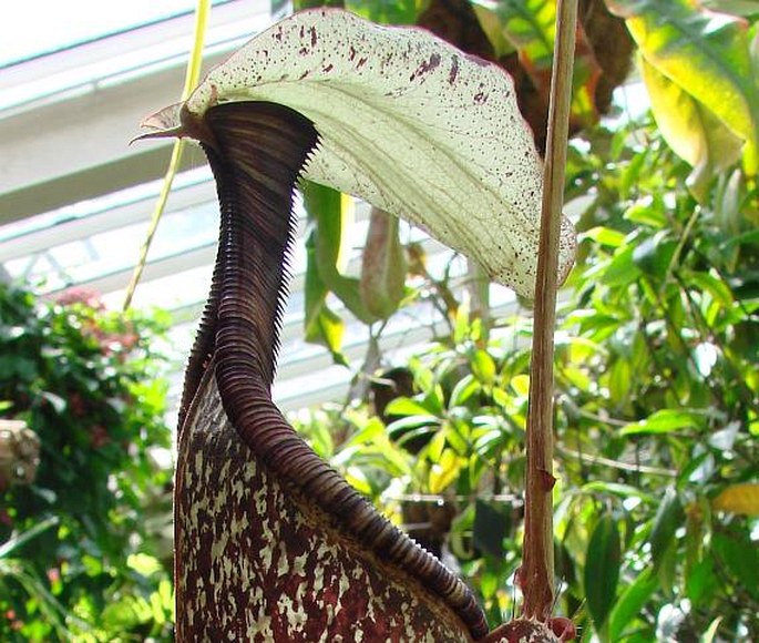 NEPENTHES RAFFLESIANA Jack - láčkovka / krčiažnik