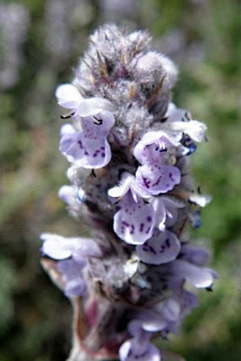 Nepeta azurea