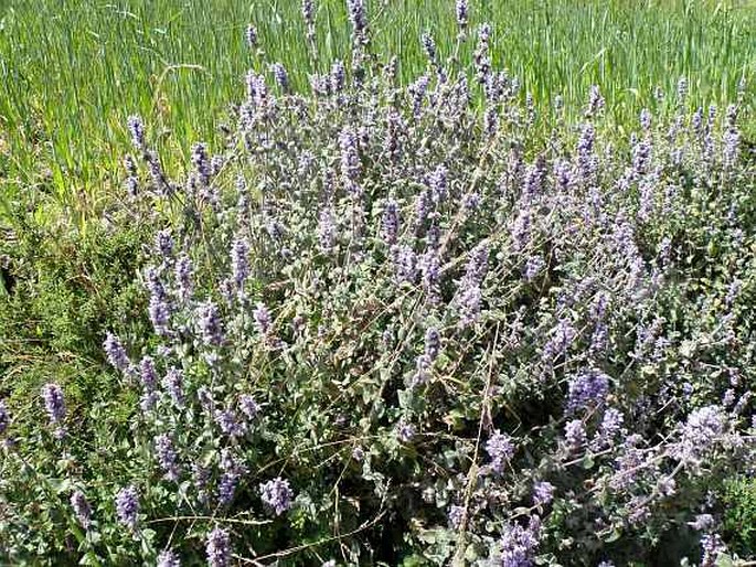 Nepeta azurea