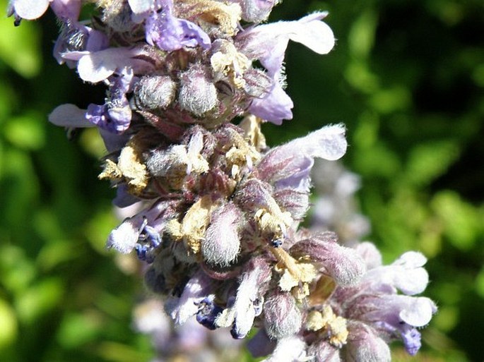 Nepeta azurea