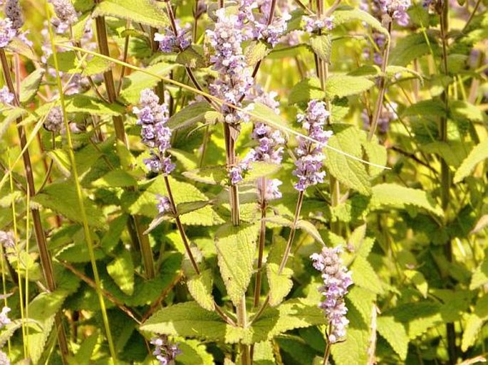 Nepeta azurea