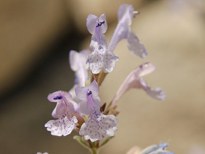 NEPETA LEUCOLAENA  Benth. ex Hook. f. – šanta / kocúrnik