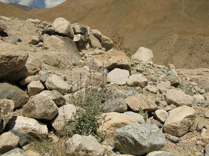 Nepeta leucolaena