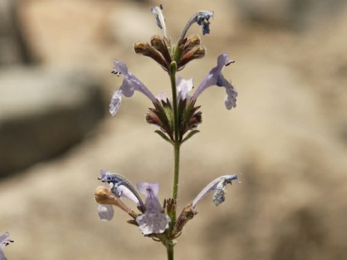 Nepeta leucolaena