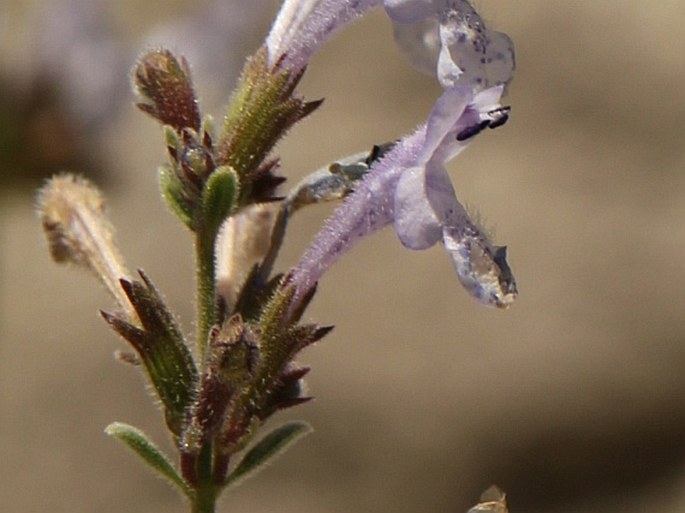 Nepeta leucolaena