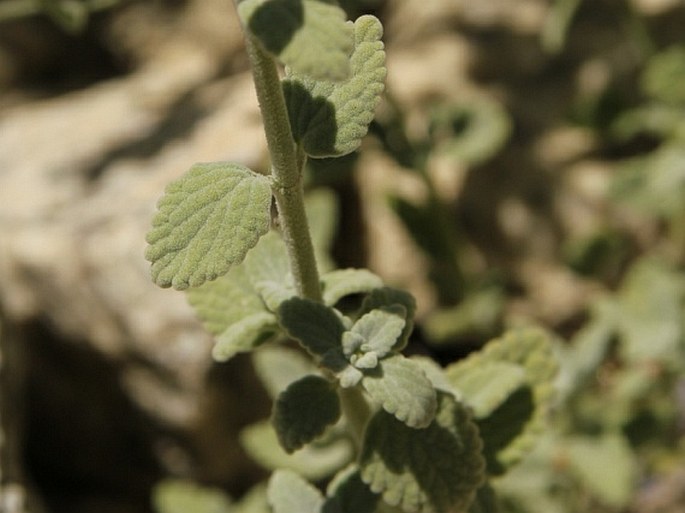 Nepeta leucolaena