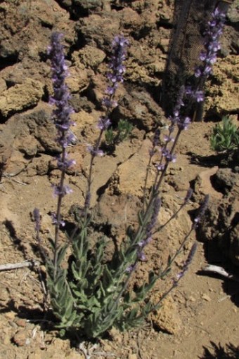 Nepeta teydea