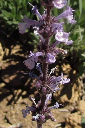 Nepeta teydea