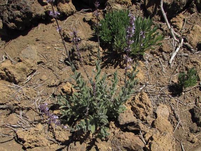 Nepeta teydea