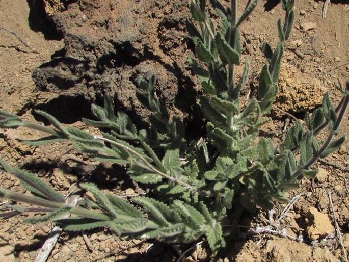 Nepeta teydea