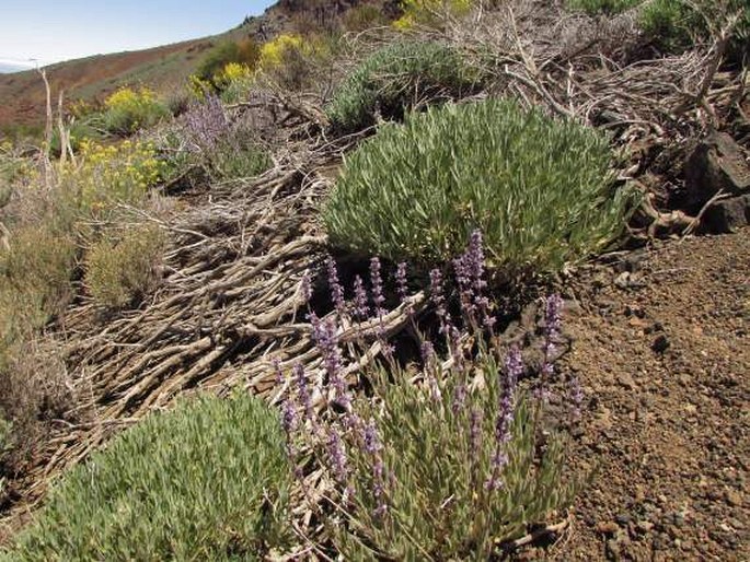 Nepeta teydea