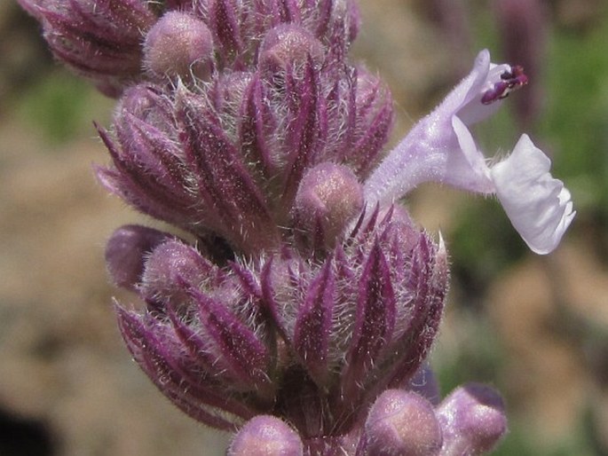 Nepeta teydea