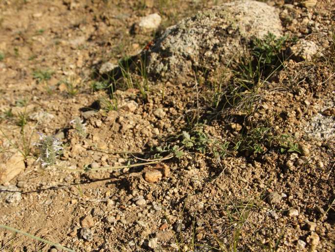 Nepeta discolor