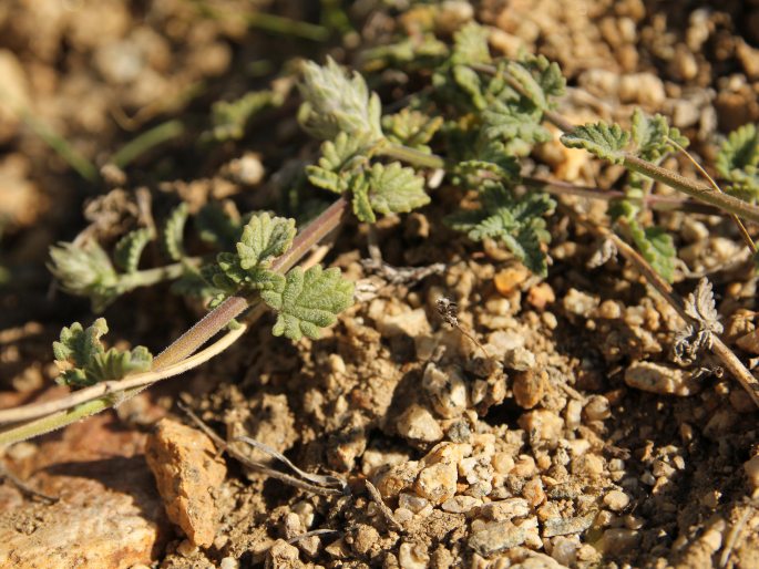 Nepeta discolor