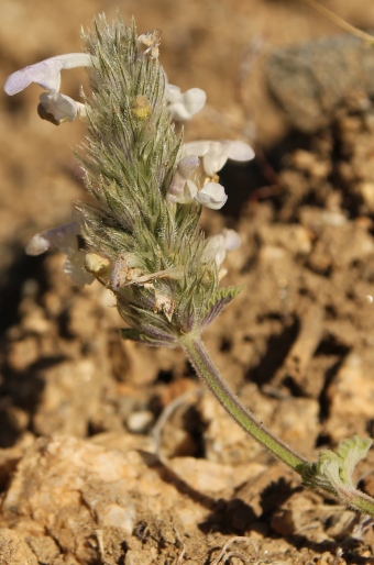 Nepeta discolor