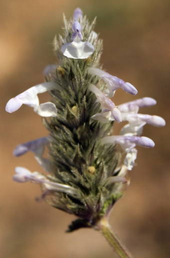 Nepeta discolor