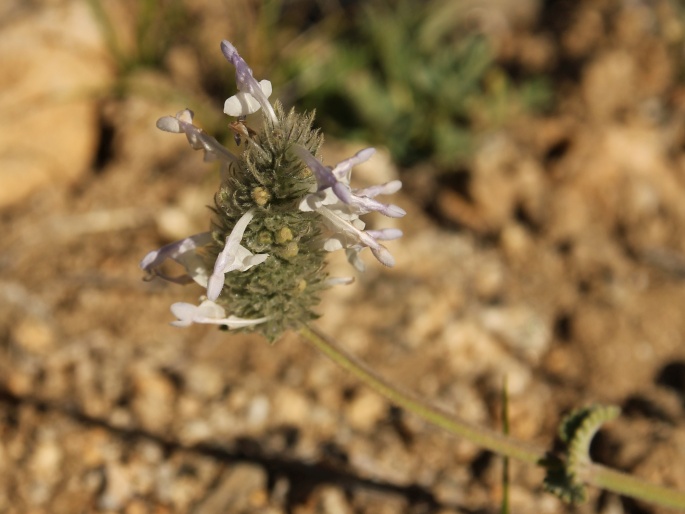 Nepeta discolor