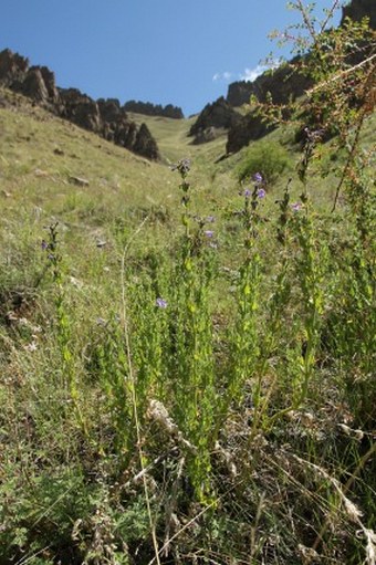 Nepeta glutinosa