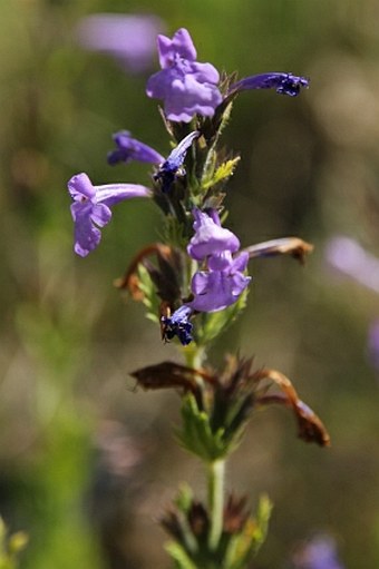 Nepeta glutinosa