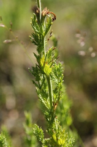 Nepeta glutinosa