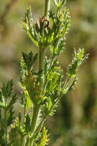 Nepeta glutinosa