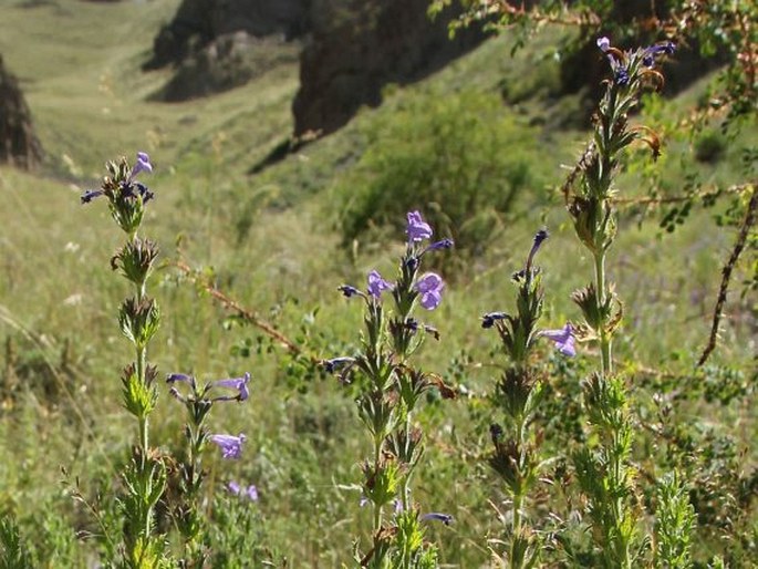 Nepeta glutinosa