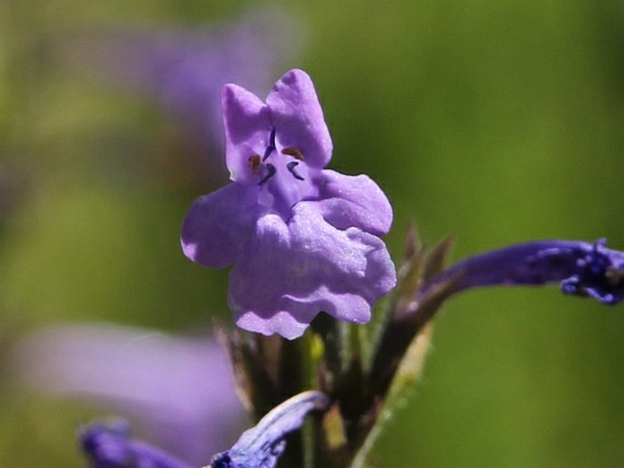 NEPETA GLUTINOSA Benth. – šanta / kocúrnik