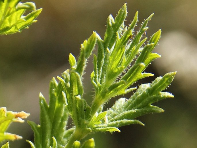 Nepeta glutinosa