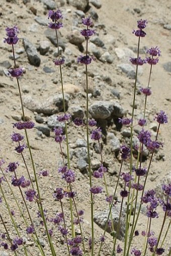 Nepeta floccosa