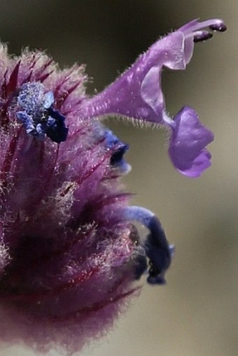 Nepeta floccosa