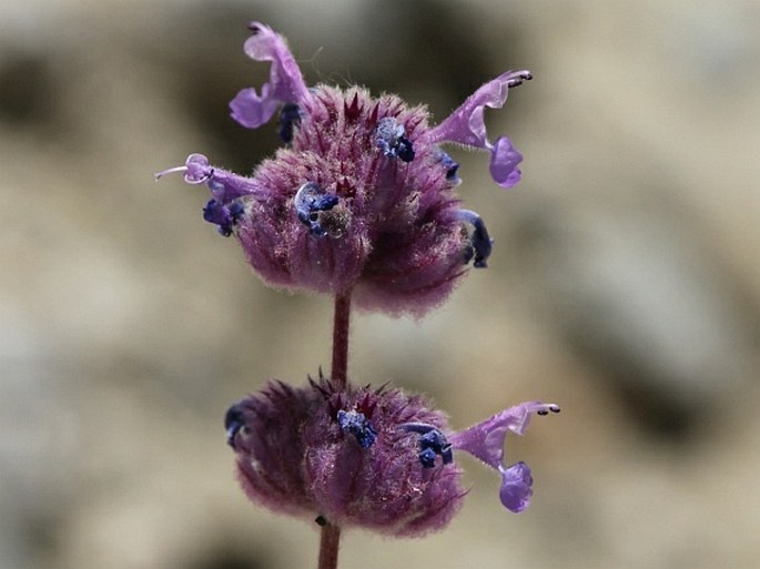 NEPETA FLOCCOSA Benth. – šanta / kocúrnik