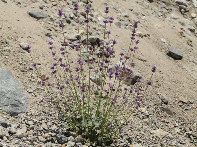 Nepeta floccosa