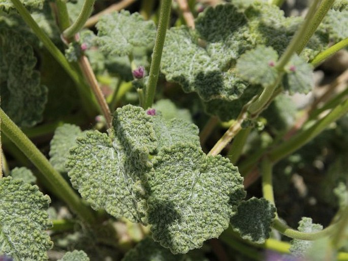 Nepeta floccosa