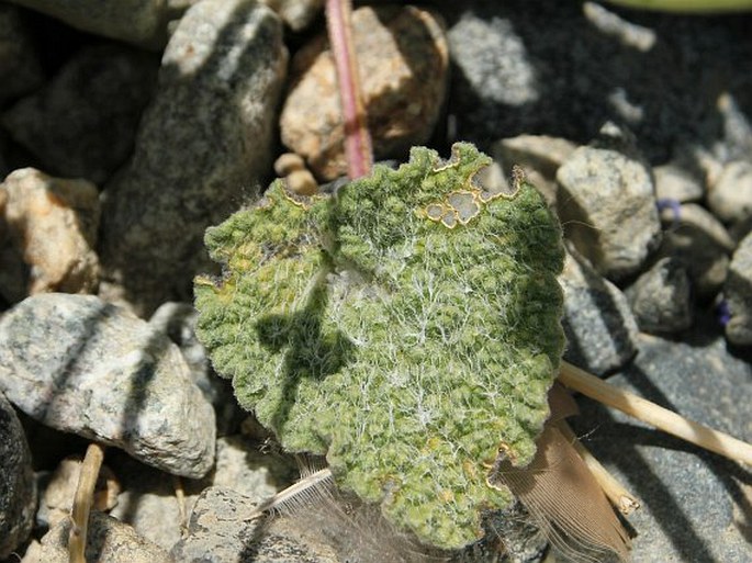 Nepeta floccosa