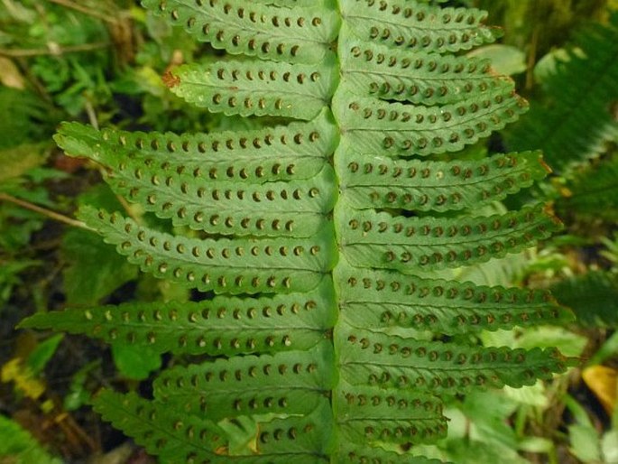 Nephrolepis cordifolia