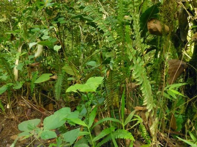 Nephrolepis cordifolia