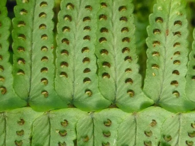 Nephrolepis cordifolia