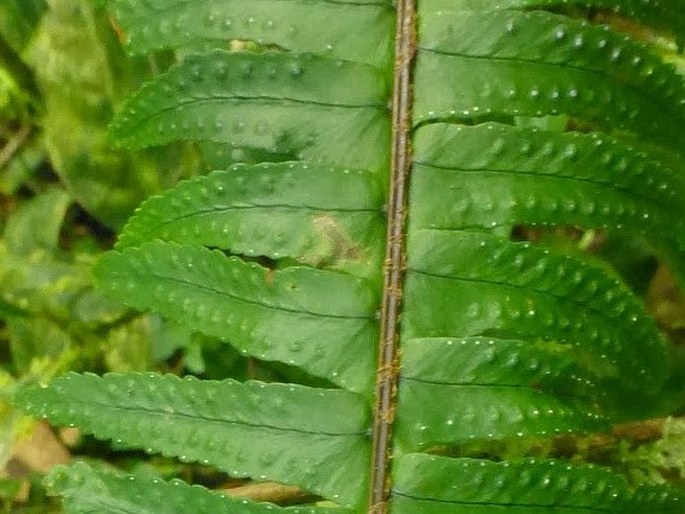 Nephrolepis cordifolia