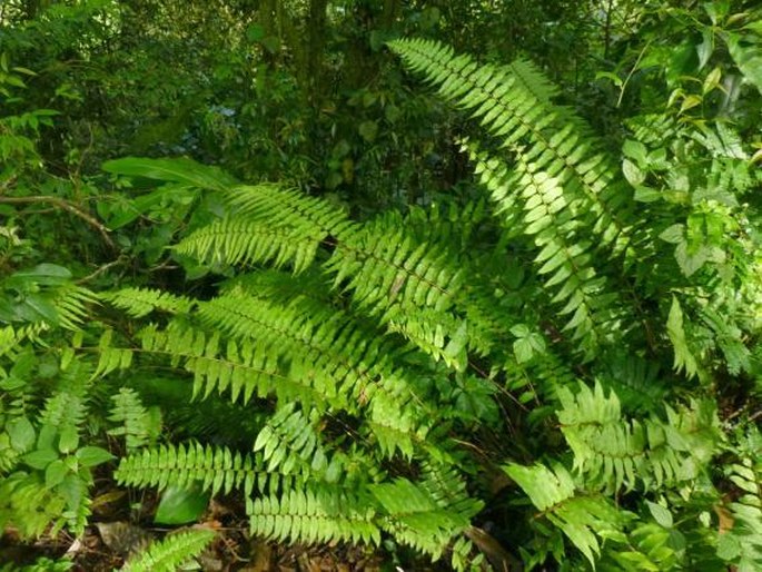 Nephrolepis davallioides