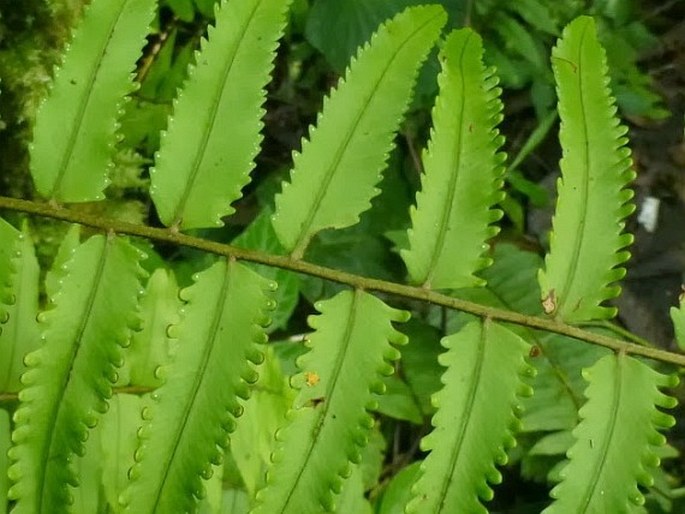 Nephrolepis davallioides