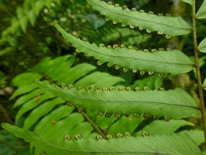 Nephrolepis davallioides