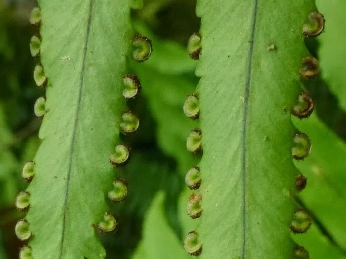 Nephrolepis davallioides