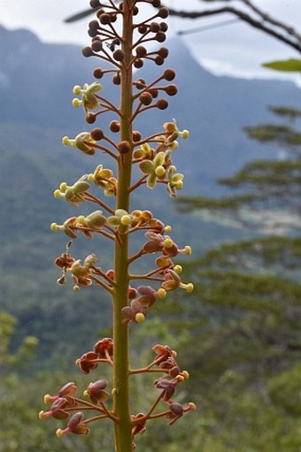 Nepenthes philippinensis