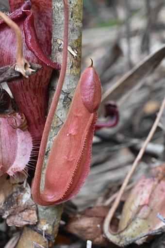 Nepenthes philippinensis