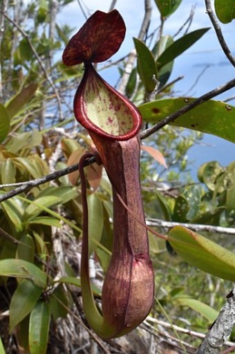 Nepenthes philippinensis