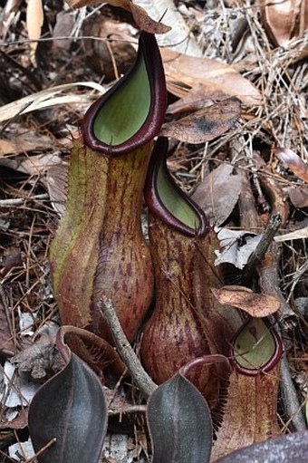 Nepenthes philippinensis