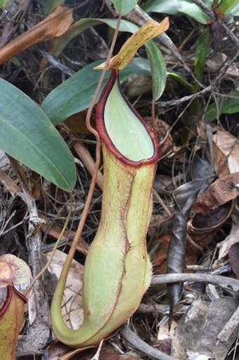 Nepenthes philippinensis