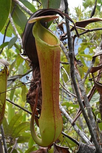 Nepenthes philippinensis