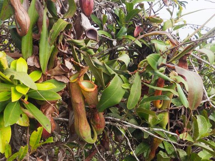 NEPENTHES PHILIPPINENSIS Macfarl. – láčkovka