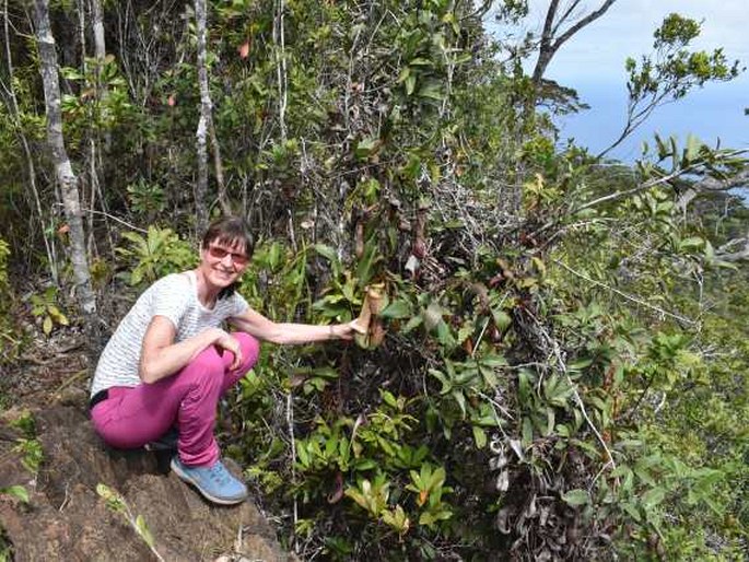 Nepenthes philippinensis